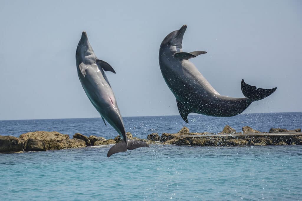 VacayStore Explores Curaçao's Family-Friendly Activities 3